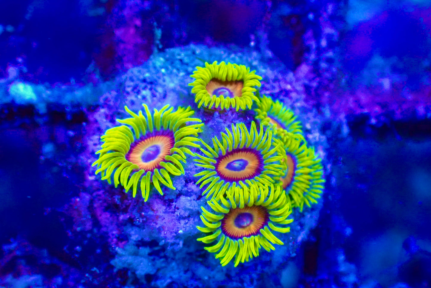 WYSIWYG Sunflower Zoanthid