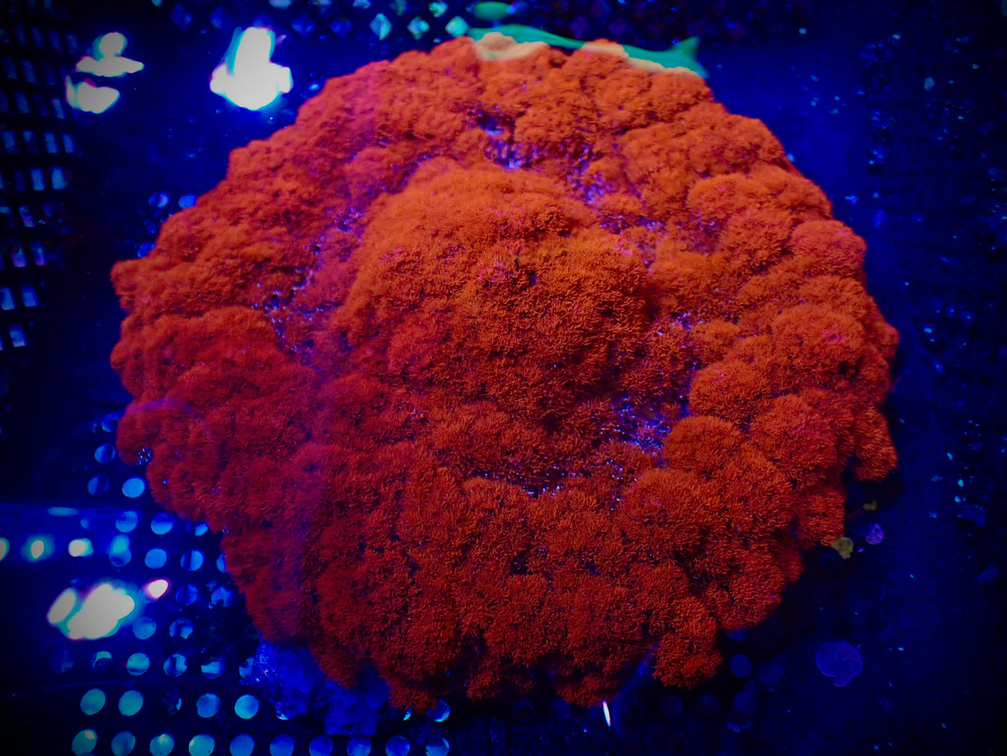 Hells Fire Anemone