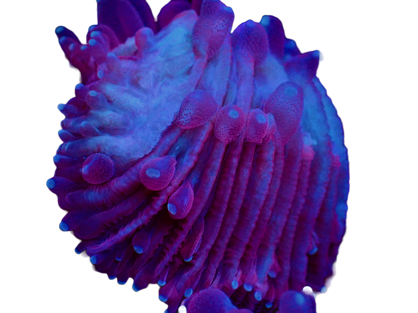 WYSIWYG Fully Aquacultered Red Fungia