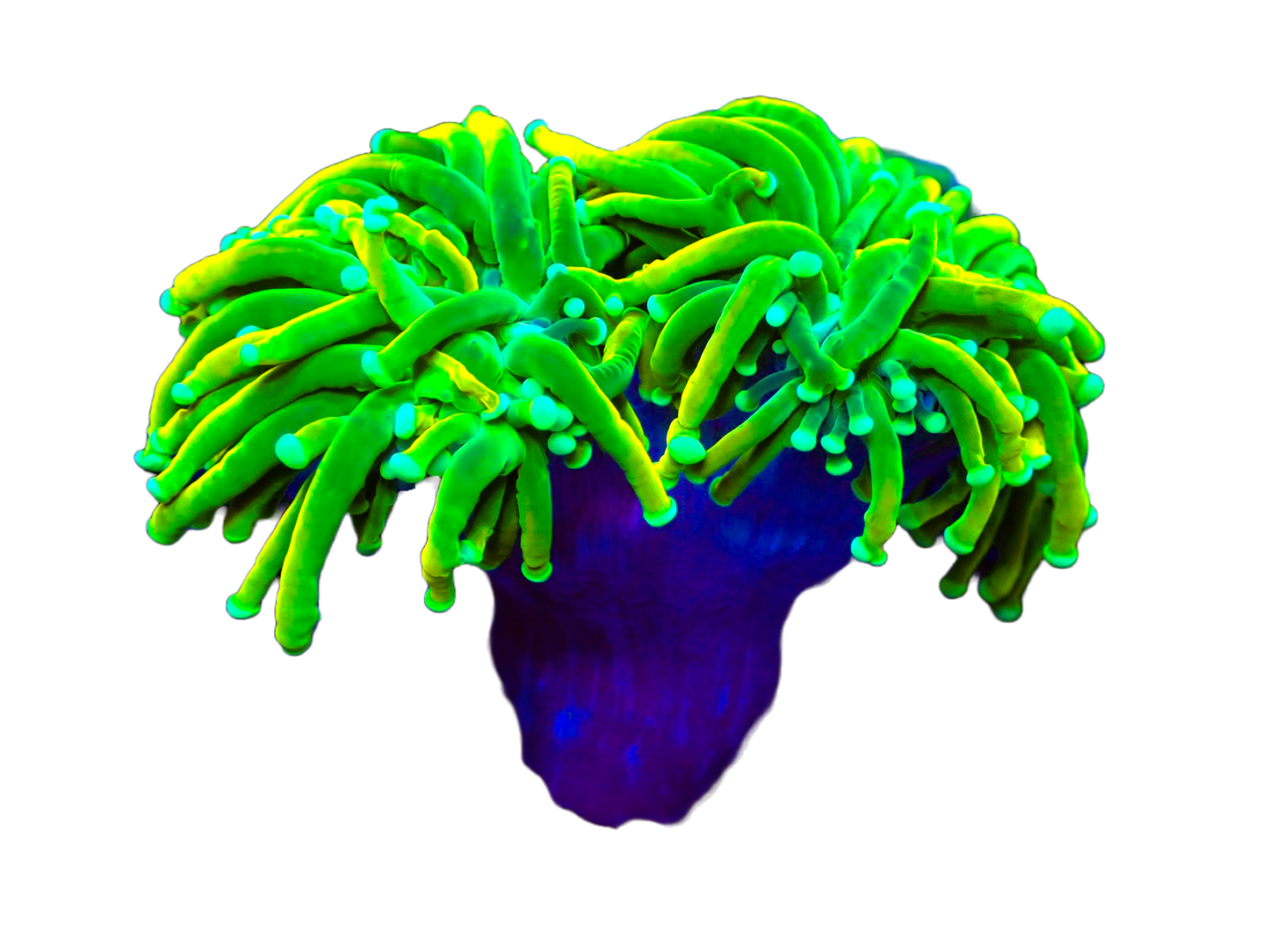 WYSIWYG Double Split Head Masters Torch