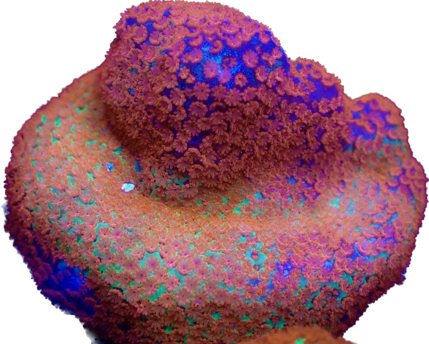 WYSIWYG JF Reverse Sunset Montipora