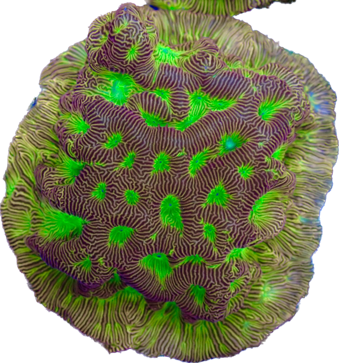 WYSIWYG Jack-o-Lantern Leptoseris