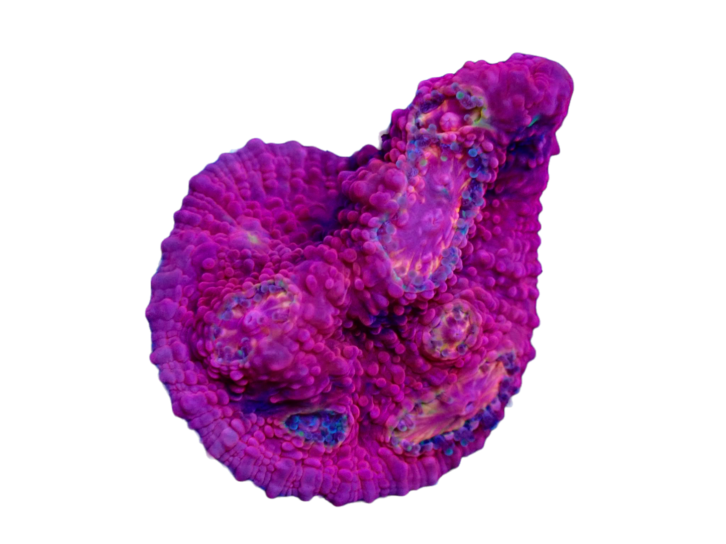 WYSIWYG Pink Boobies