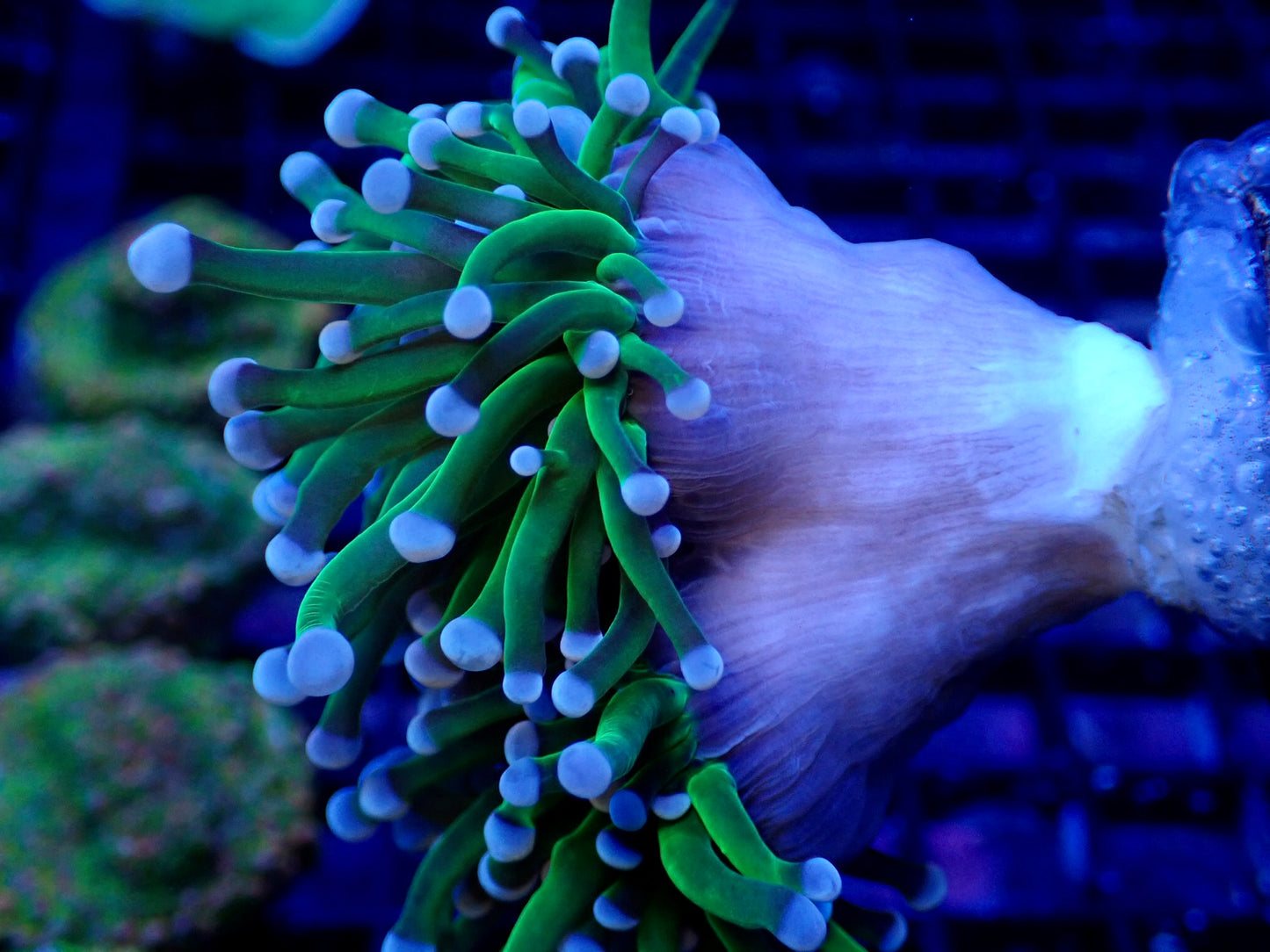 WYSIWYG Indo Blue Tip Torch