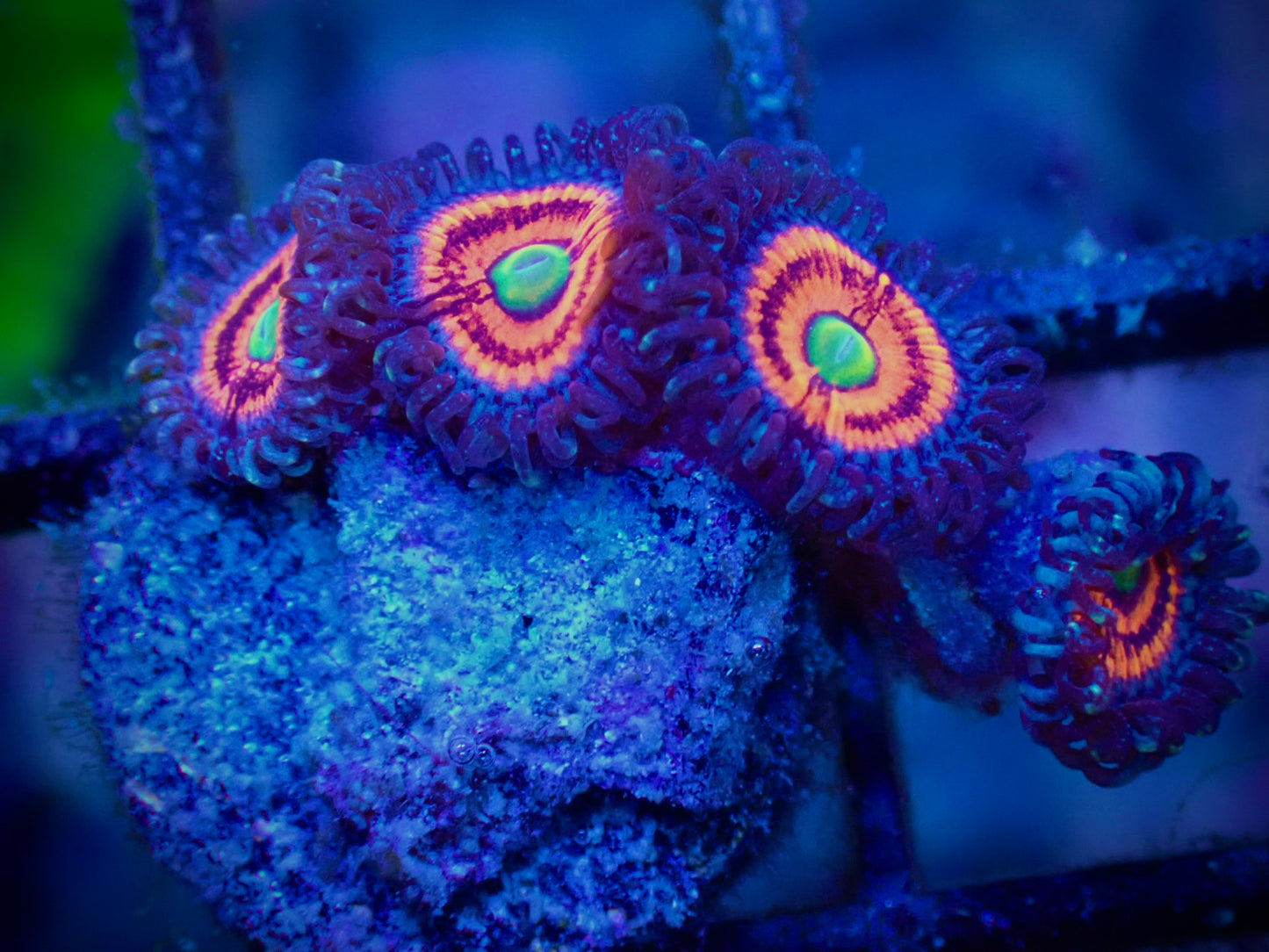 WYSIWYG Everlasting Gobstopper Zoanthid