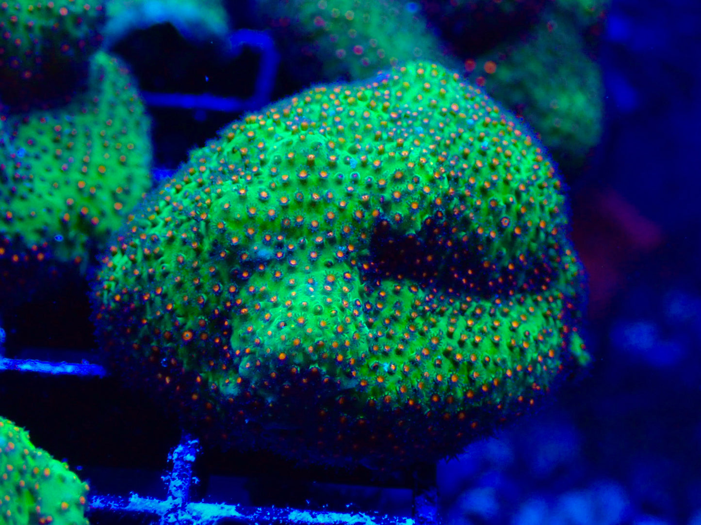 JF Sunset Stylocoeniella