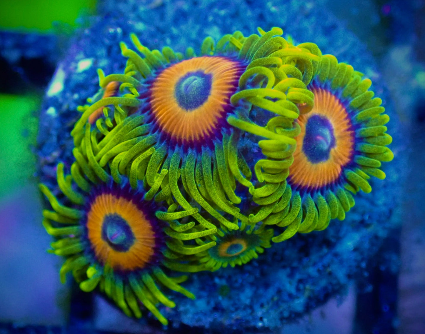 WYSIWYG Sunflower Zoanthid