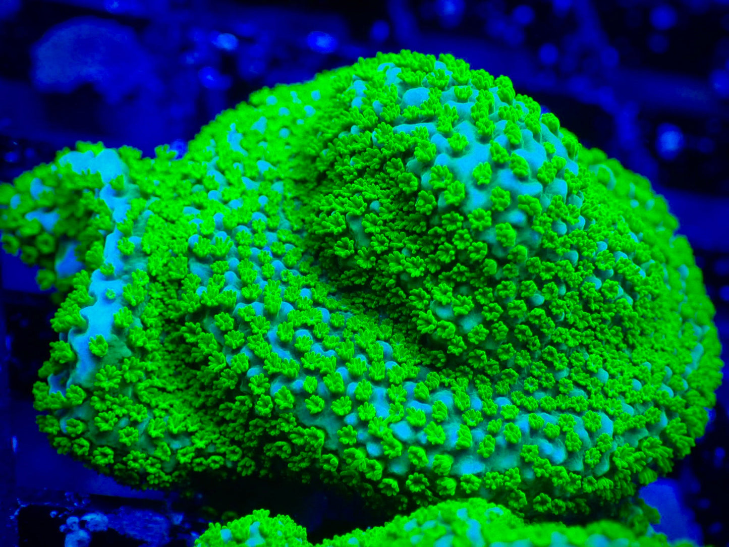 WYSIWYG Rainbow Montipora