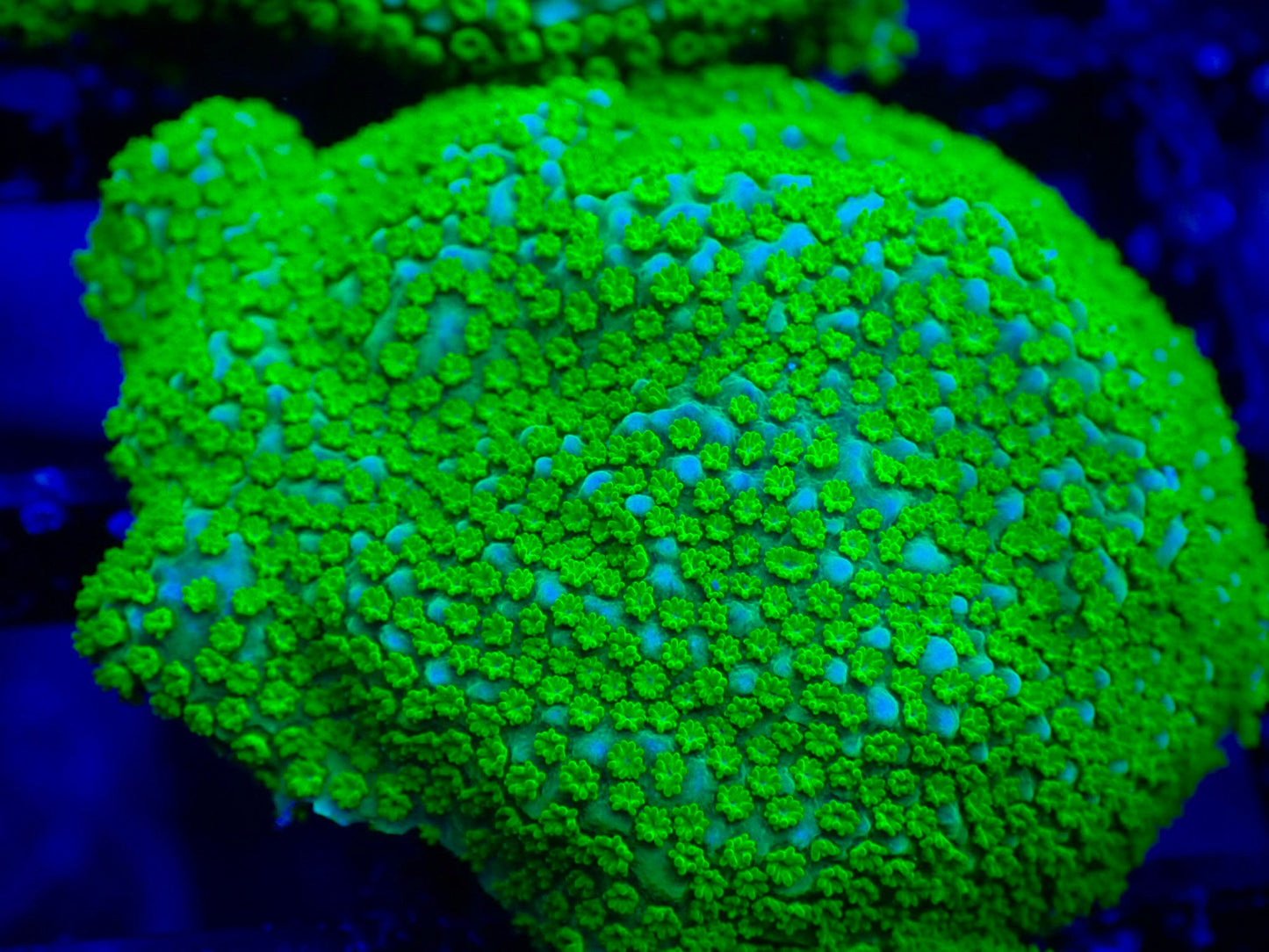 WYSIWYG Rainbow Montipora