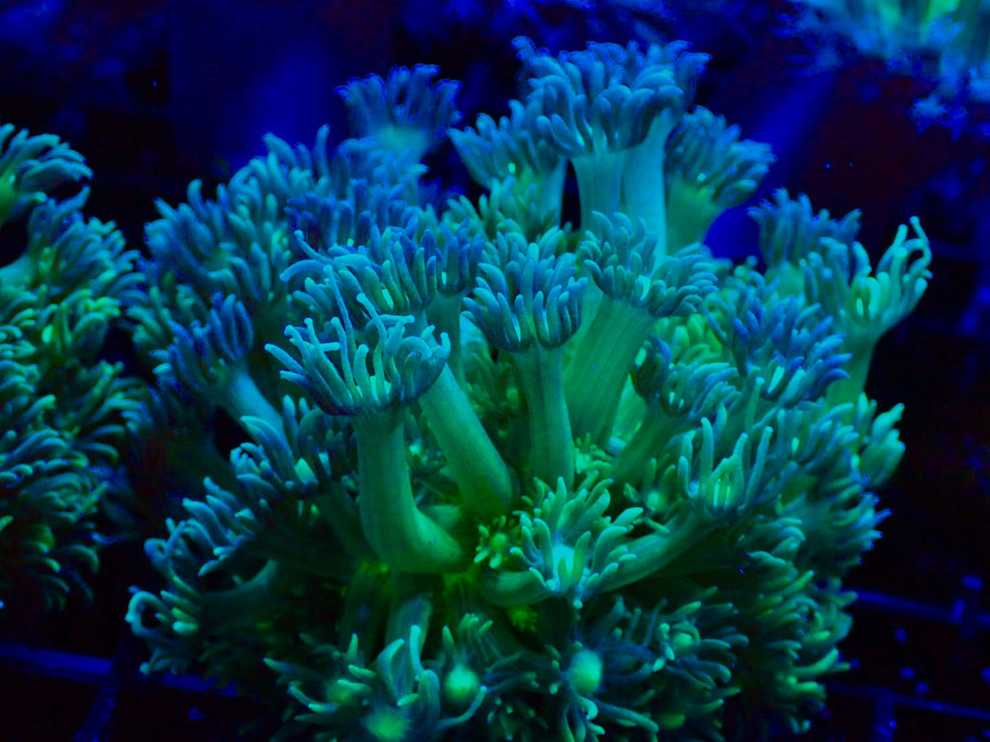 WYSIWYG TRG Fully Aquacultered Goniopora