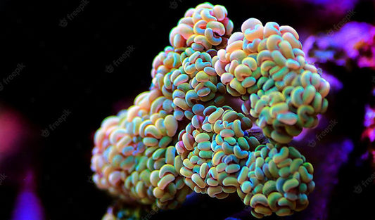 Mystery LPS Coral Frag Pack