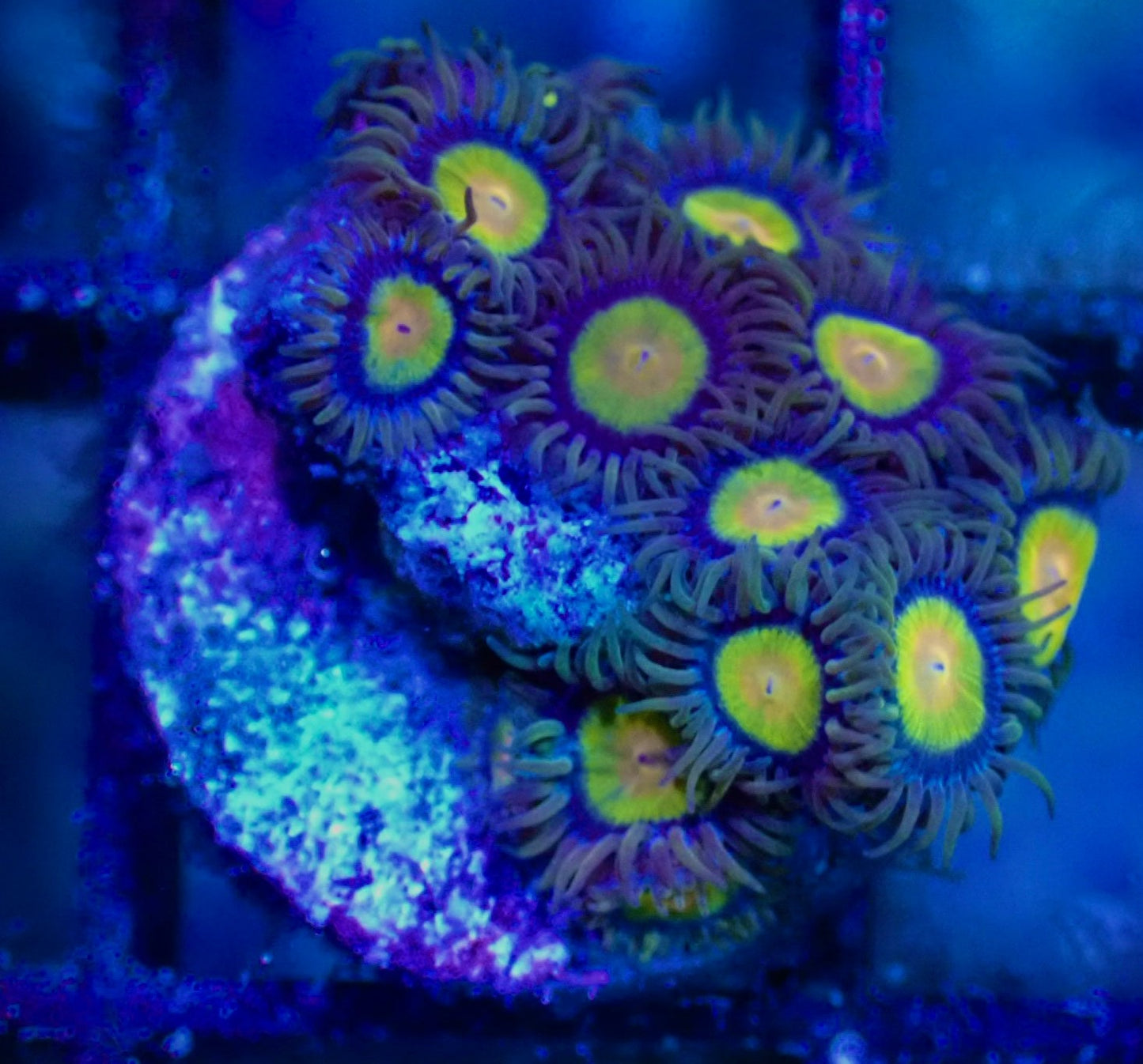 WYSIWYG Tutti Frutti Zoanthid