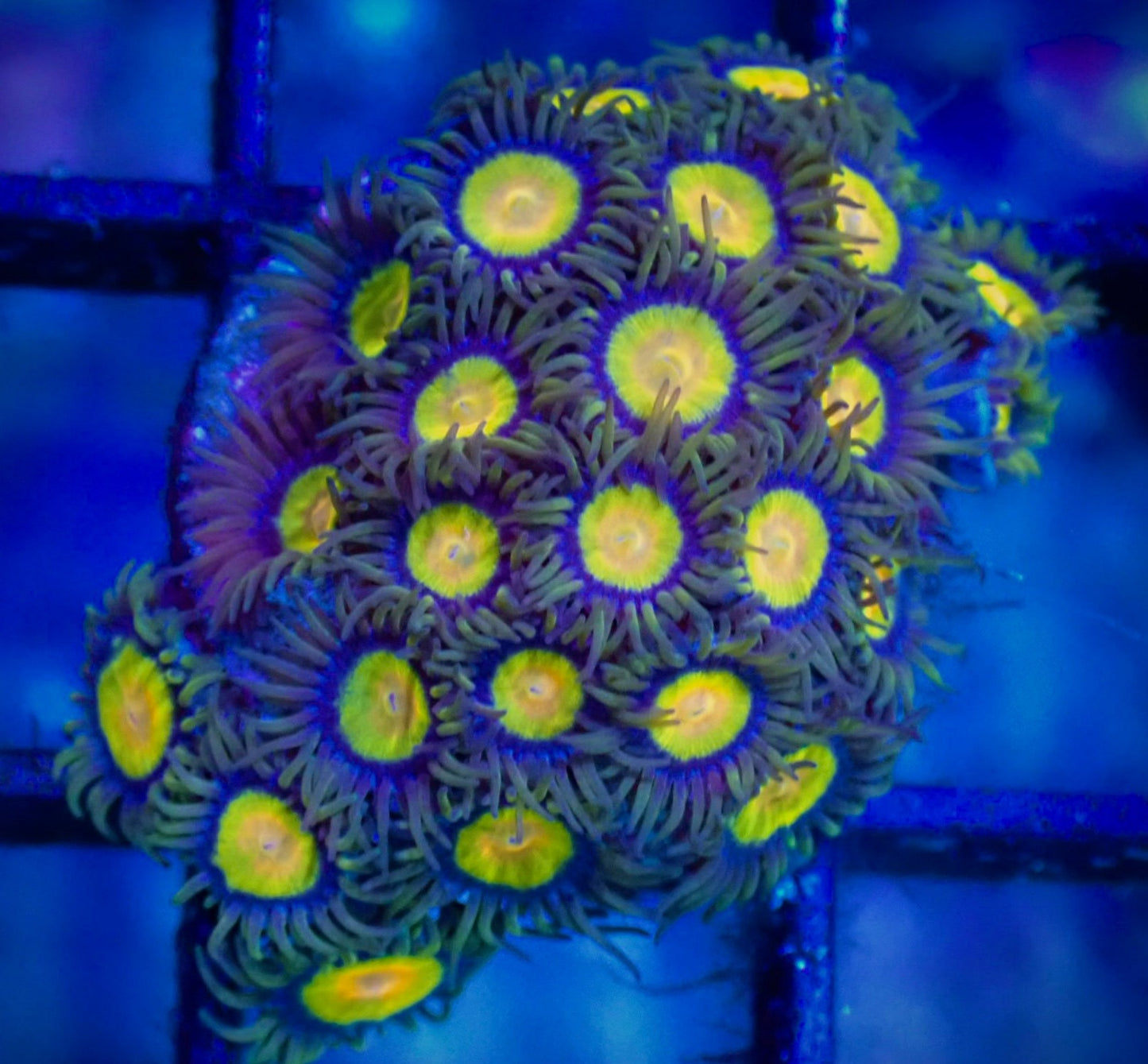 WYSIWYG Tutti Frutti Zoanthid