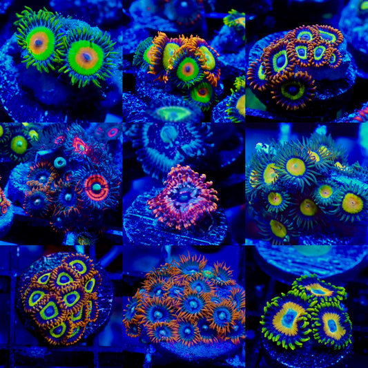Mystery Zoanthid Coral Frag Pack