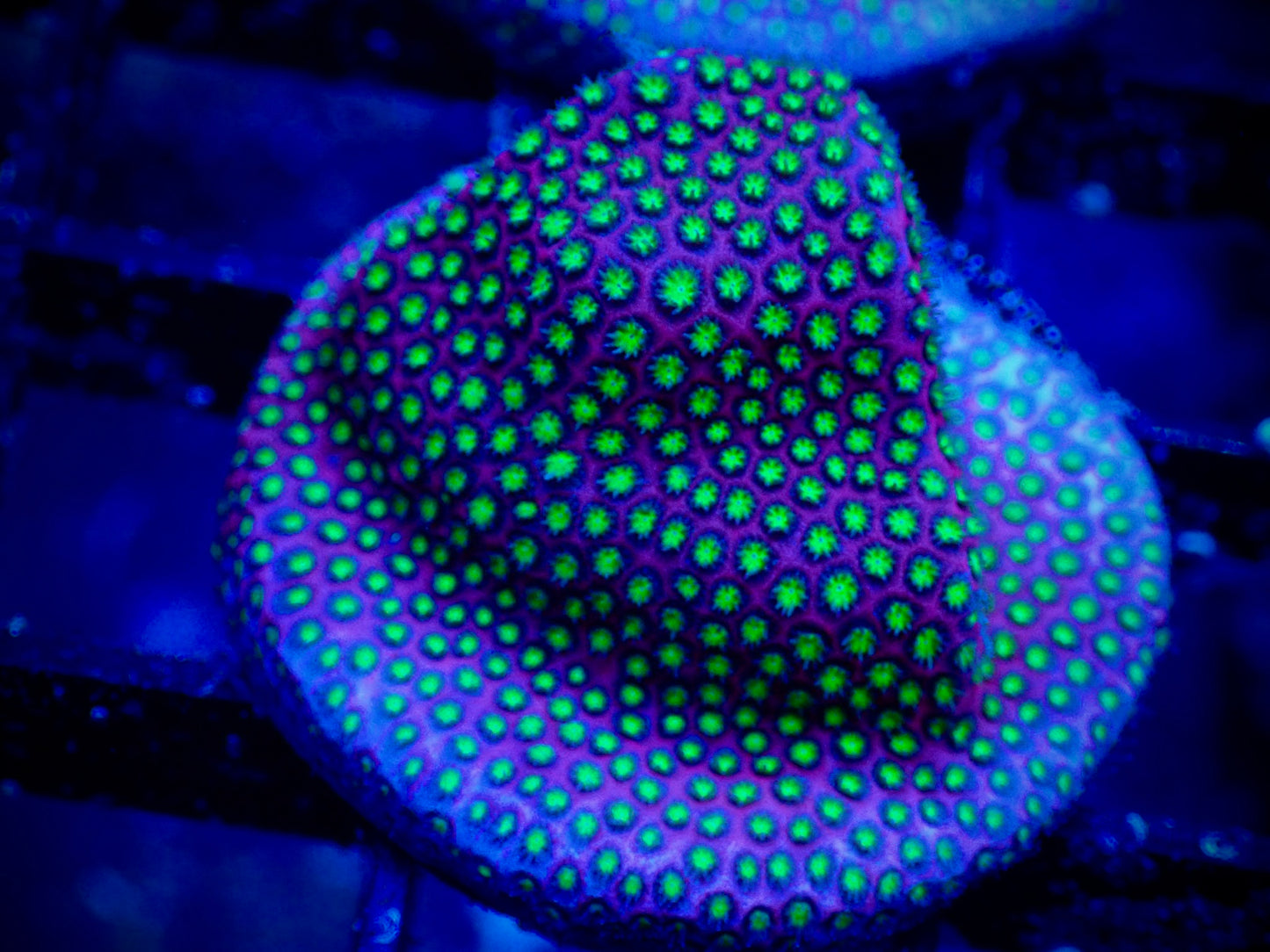 WYSIWYG Electric Daisy Stylocoeniella