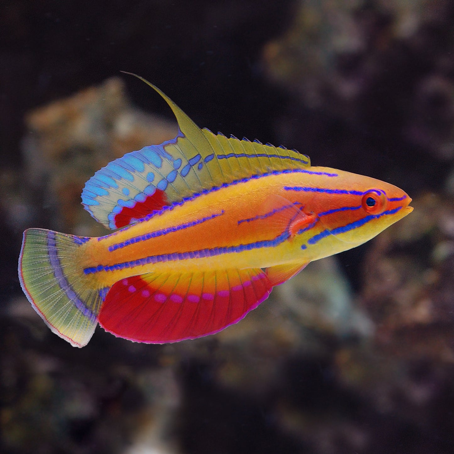 Blue Flasher Wrasse