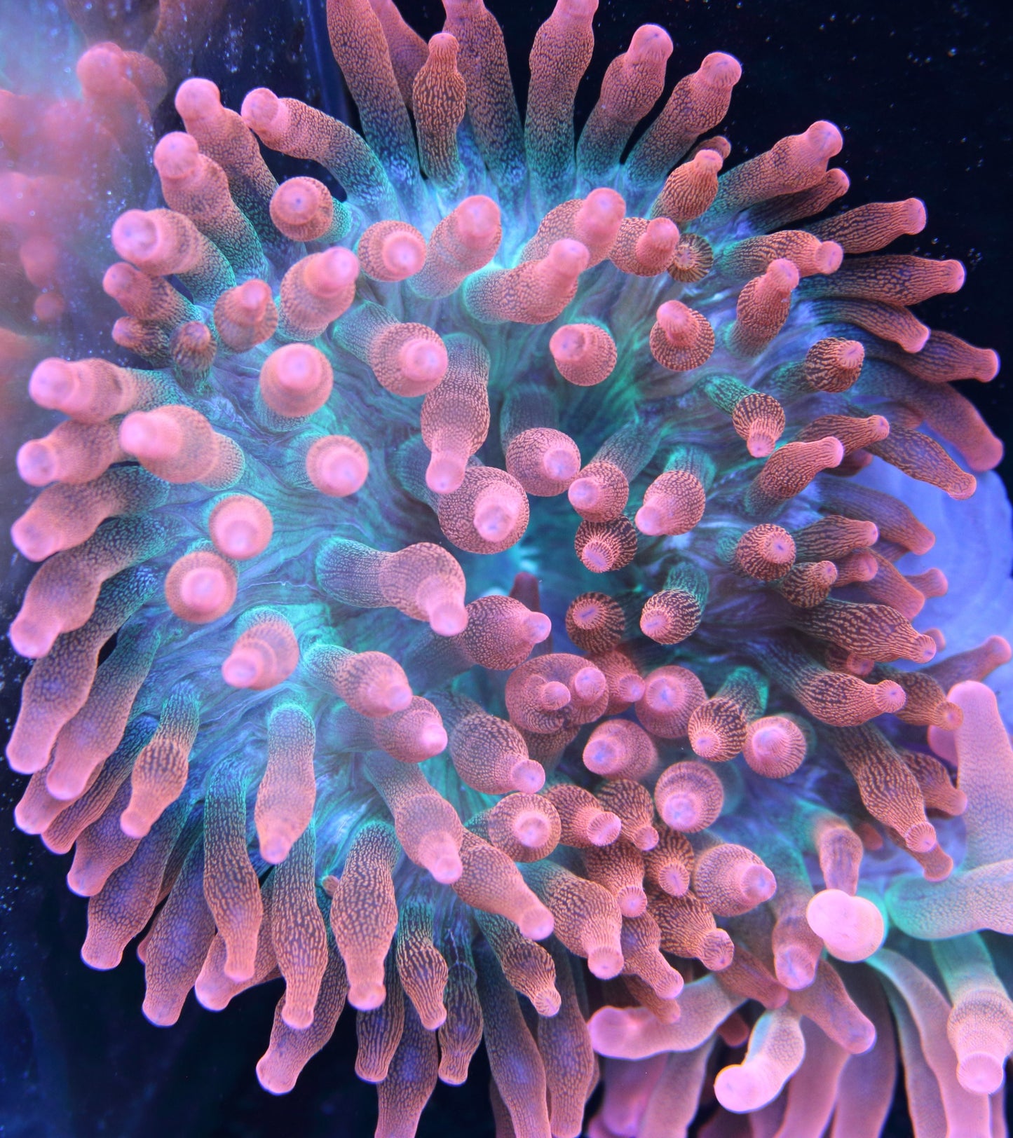 Large Rainbow Bubble Tip Anemone