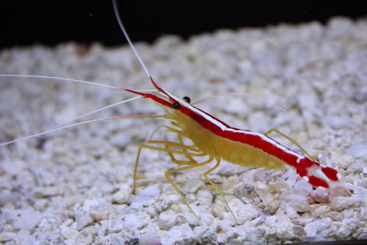 Cleaner Shrimp - Large