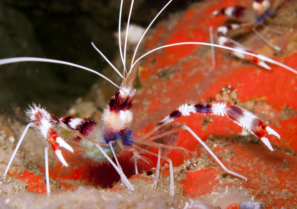 Coral Banded Shrimp