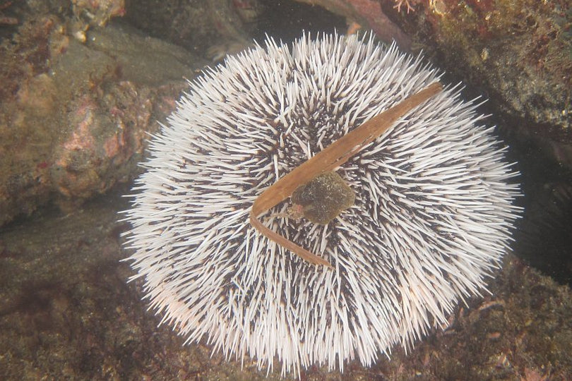 Pincushion Urchin