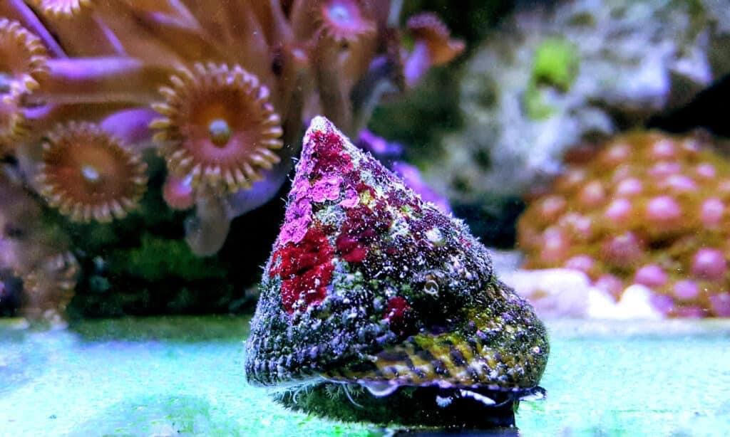 Inverts – The Reef Gallery