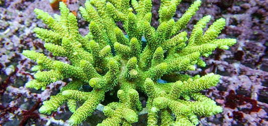 Mystery SPS Coral Frags- 3 Pack