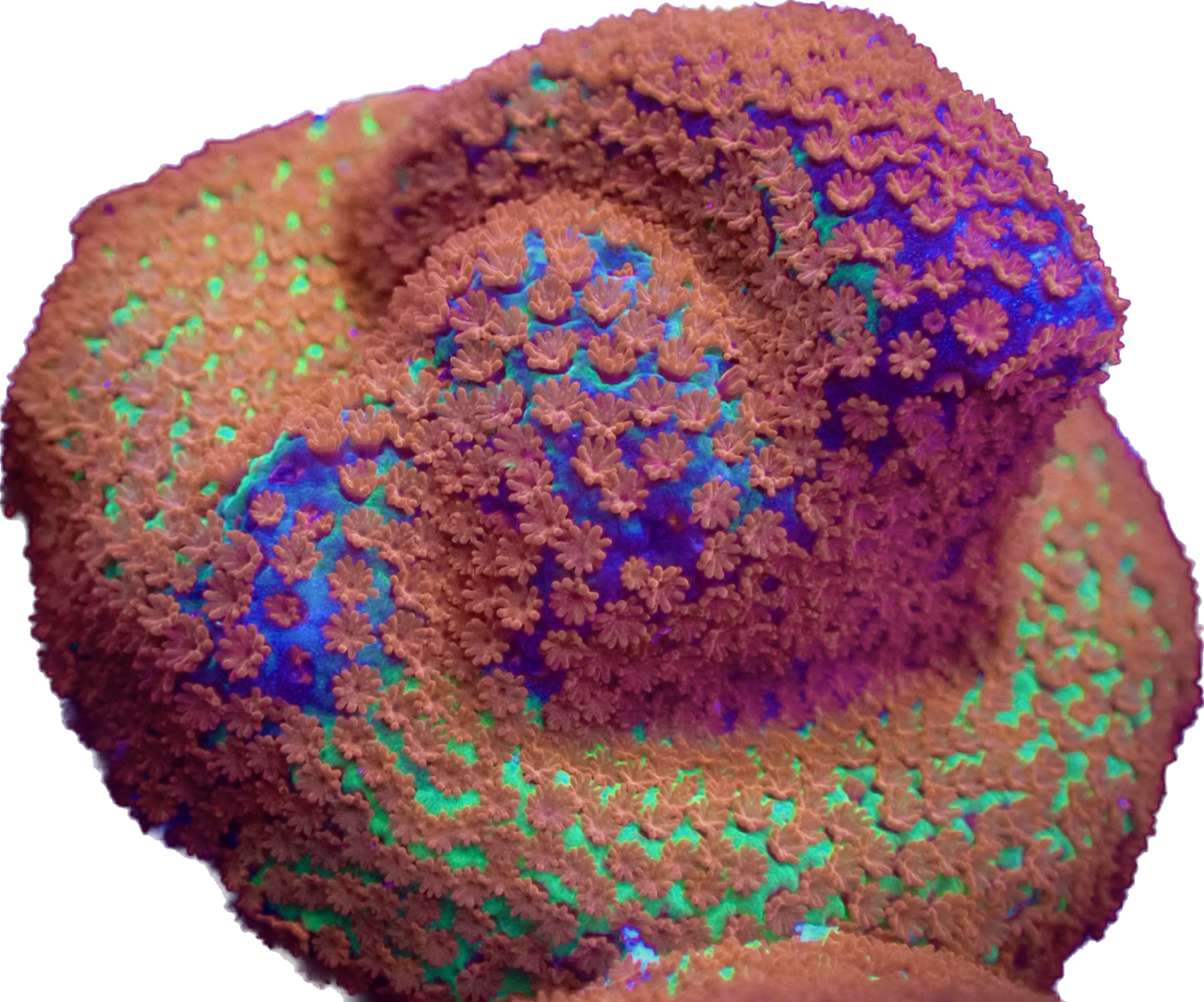 WYSIWYG JF Reverse Sunset Montipora