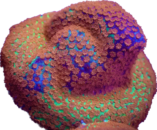 WYSIWYG JF Reverse Sunset Montipora