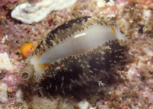 Money Cowrie (Monetaria Annulus)