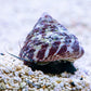 Turbo Snails