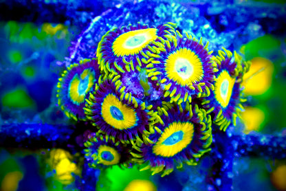 WYSIWYG Scrambled Eggs Zoanthid