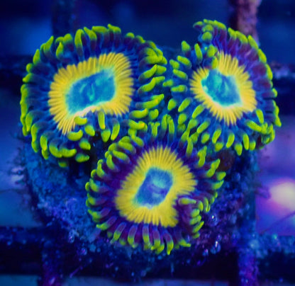 WYSIWYG Scrambled Eggs Zoanthid