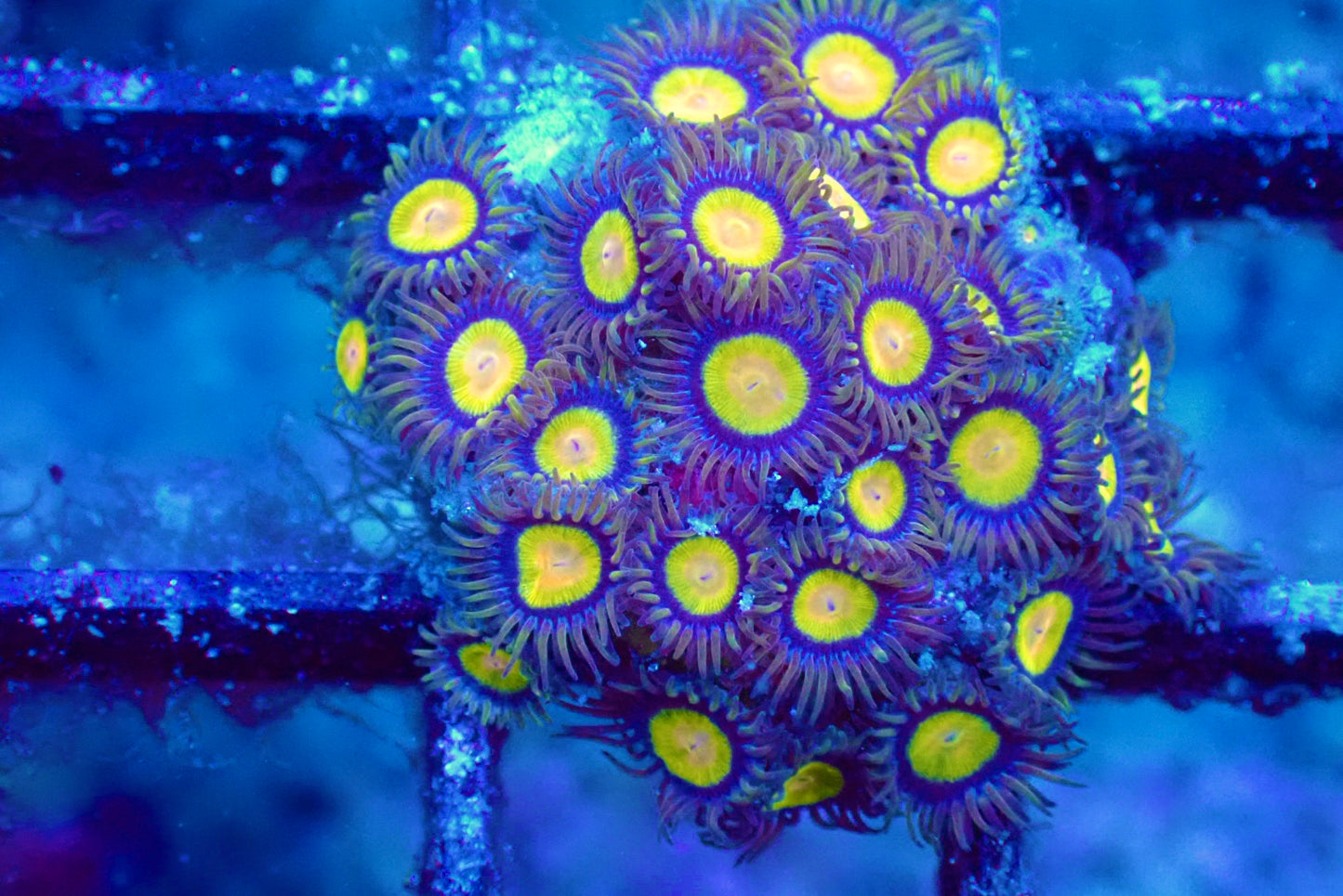 WYSIWYG Tutti Frutti Zoanthid