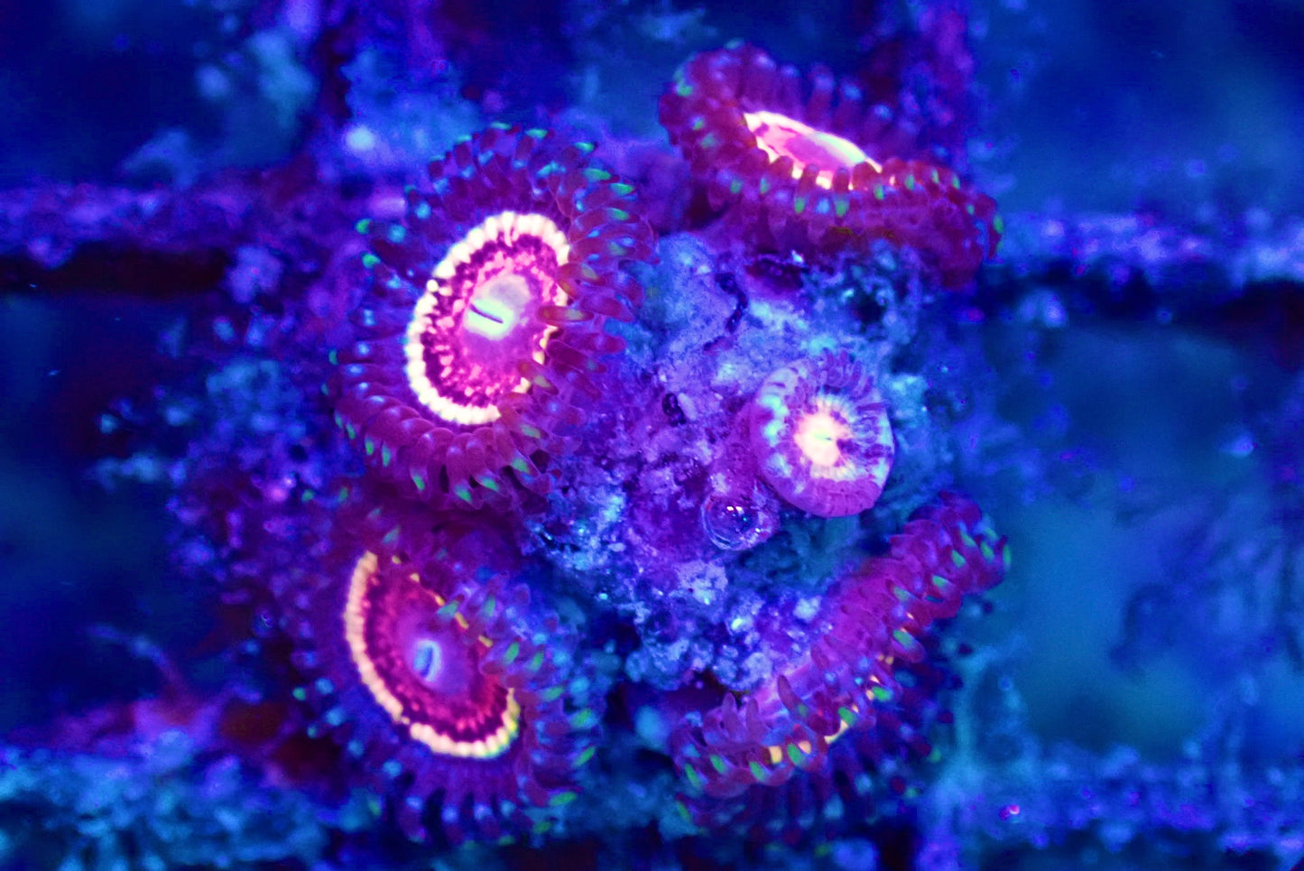 WYSIWYG Pink Zipper Zoanthid