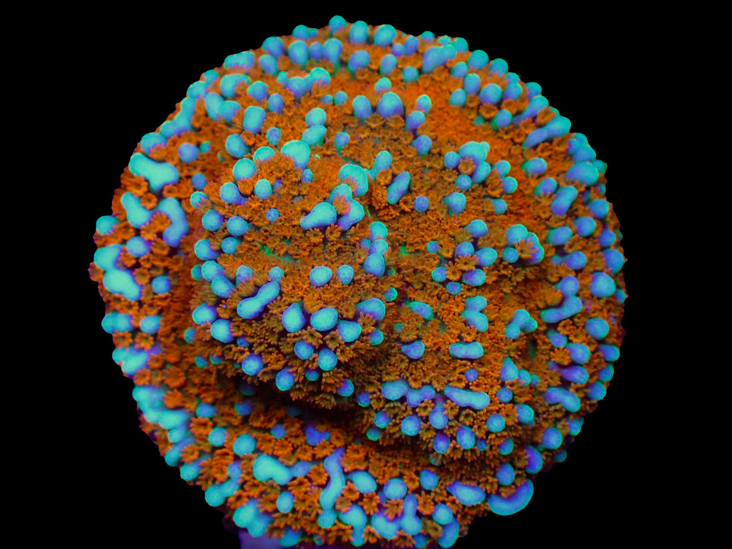 WYSIWYG JF Aquaman Montipora