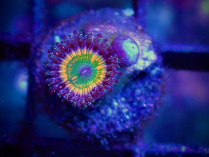 WYSIWYG Sunny D Zoanthid