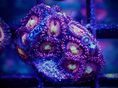 WYSIWYG Halle Berry Zoanthid