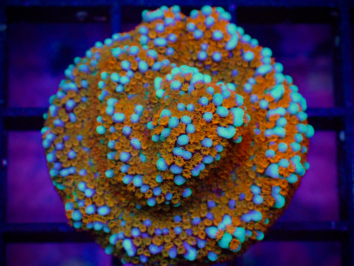 WYSIWYG JF Aquaman Montipora