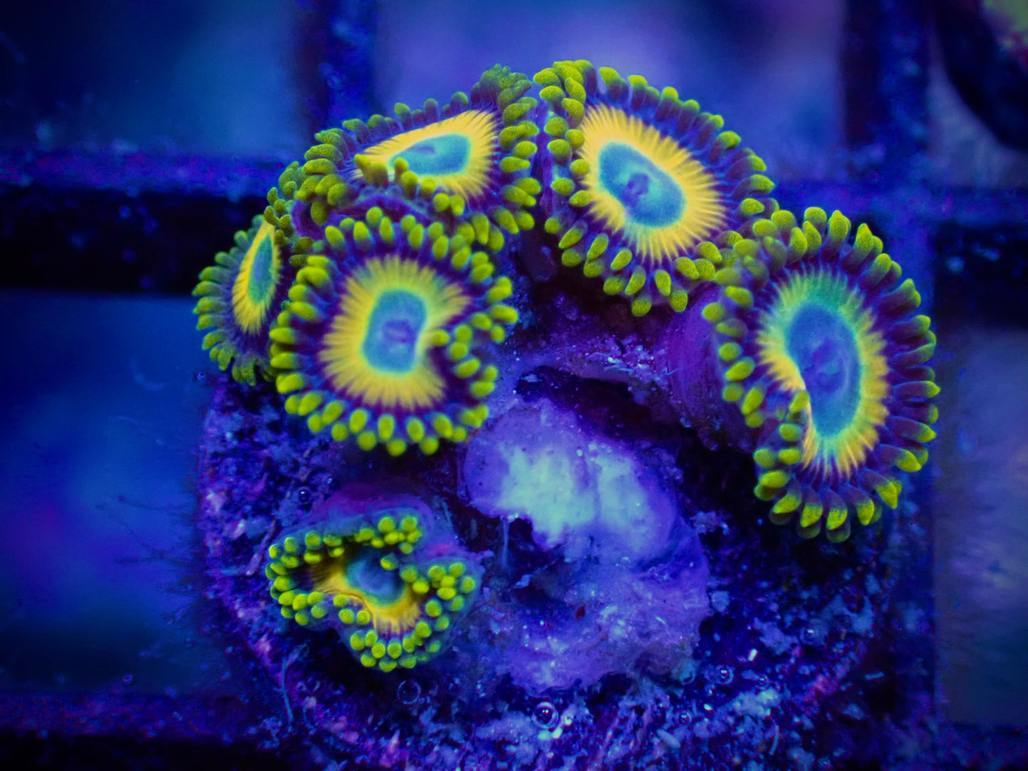 WYSIWYG Scrambled Eggs Zoanthid