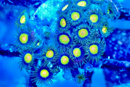 WYSIWYG Tutti Frutti Zoanthid