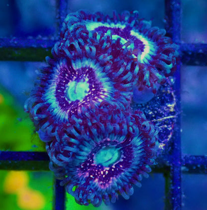 WYSIWYG Pink Constellation Zoanthid