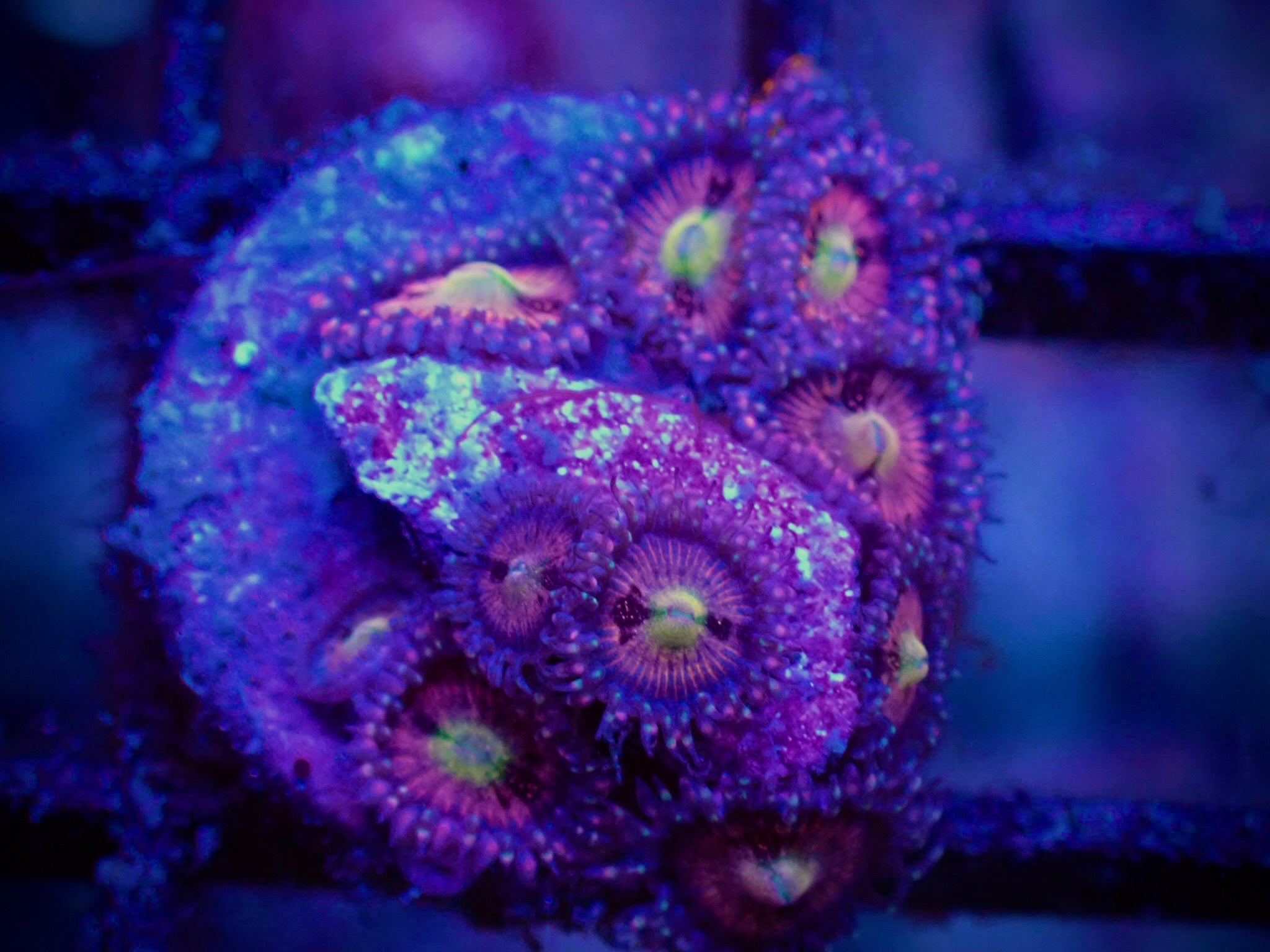 WYSIWYG Halle Berry Zoanthid – The Reef Gallery