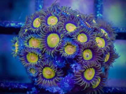 WYSIWYG Tutti Frutti Zoanthid