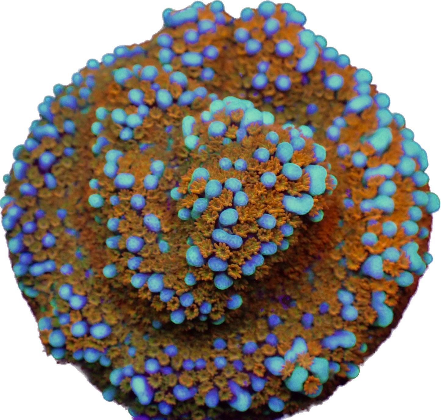 WYSIWYG JF Aquaman Montipora