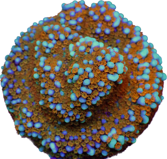 WYSIWYG JF Aquaman Montipora