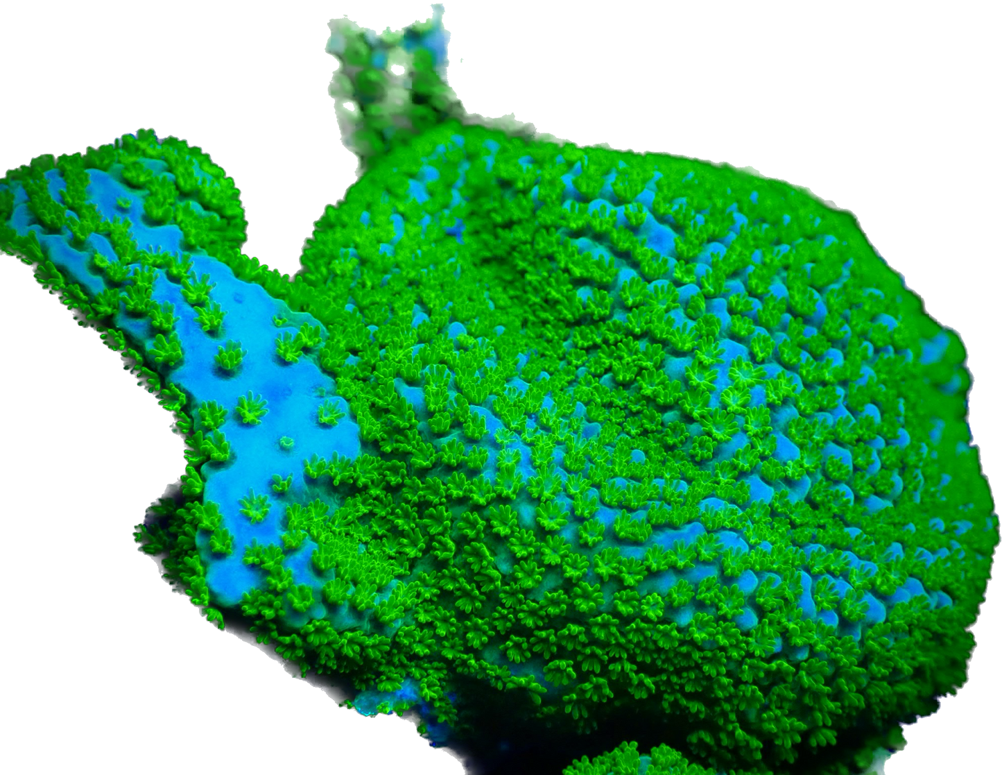 WYSIWYG Rainbow Montipora