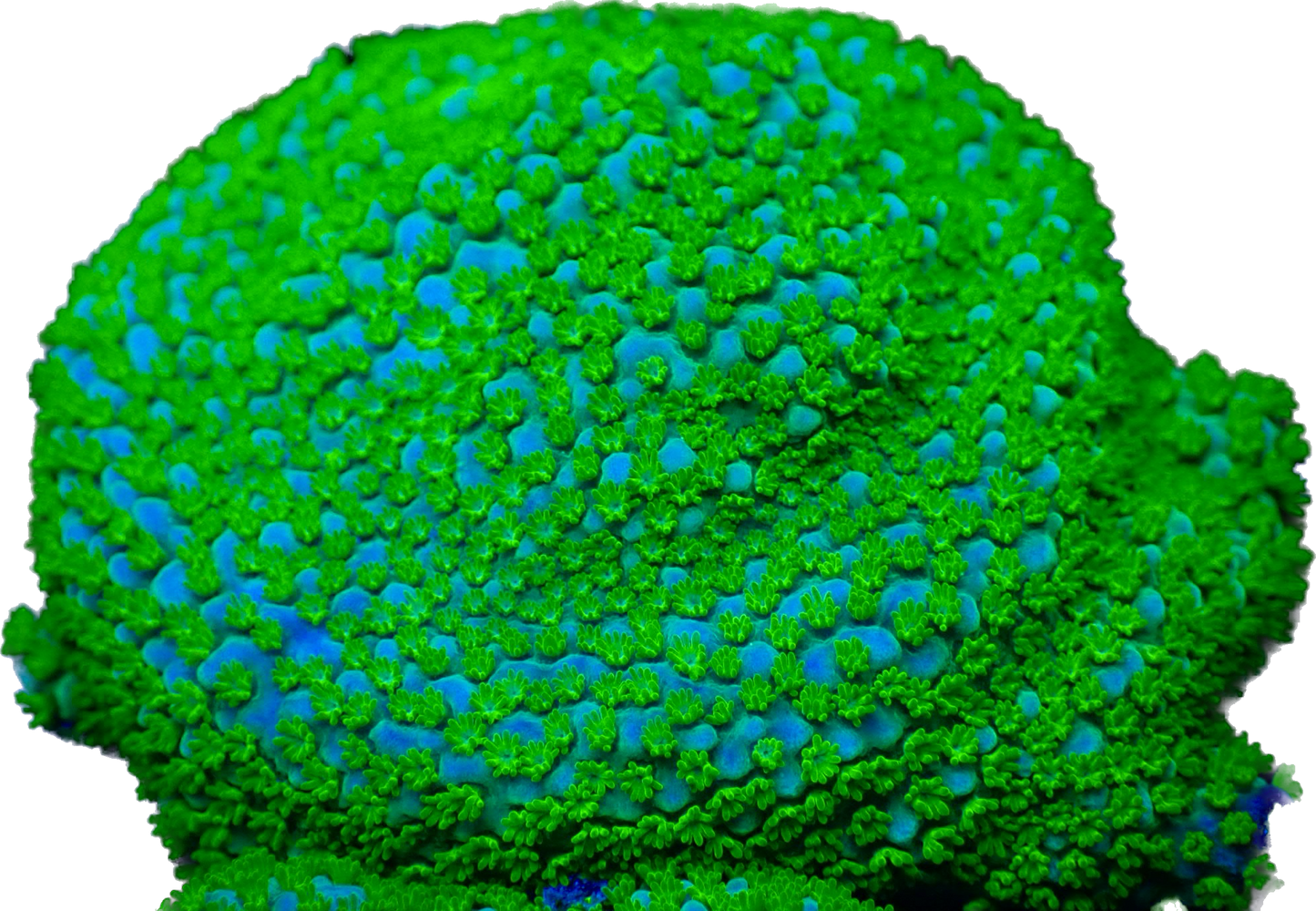 WYSIWYG Rainbow Montipora