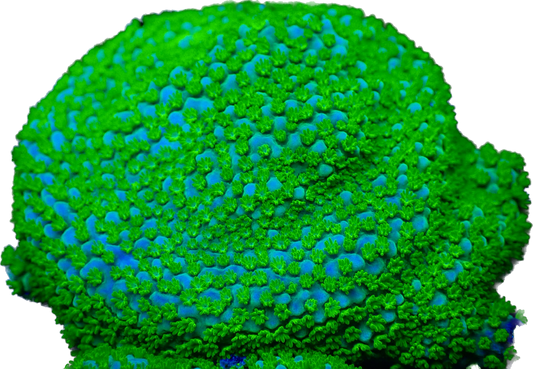 WYSIWYG Rainbow Montipora