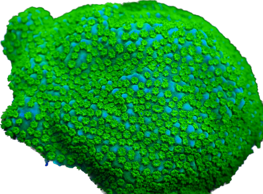 WYSIWYG Rainbow Montipora