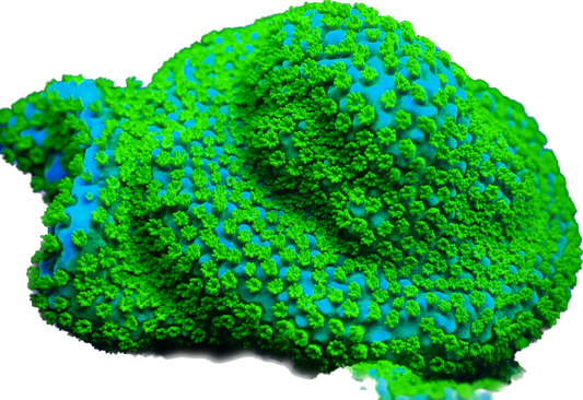 WYSIWYG Rainbow Montipora